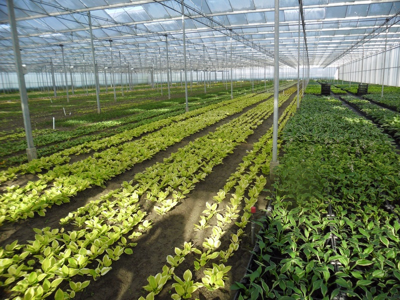 Hosta im Gewächshaus Hosta im Gewächshaus