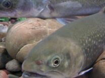 Fisch Fisch